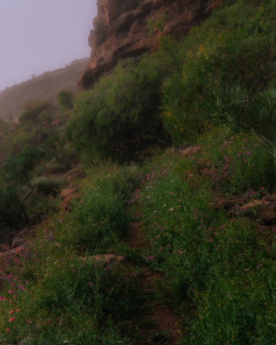 Gariraygua tweet media