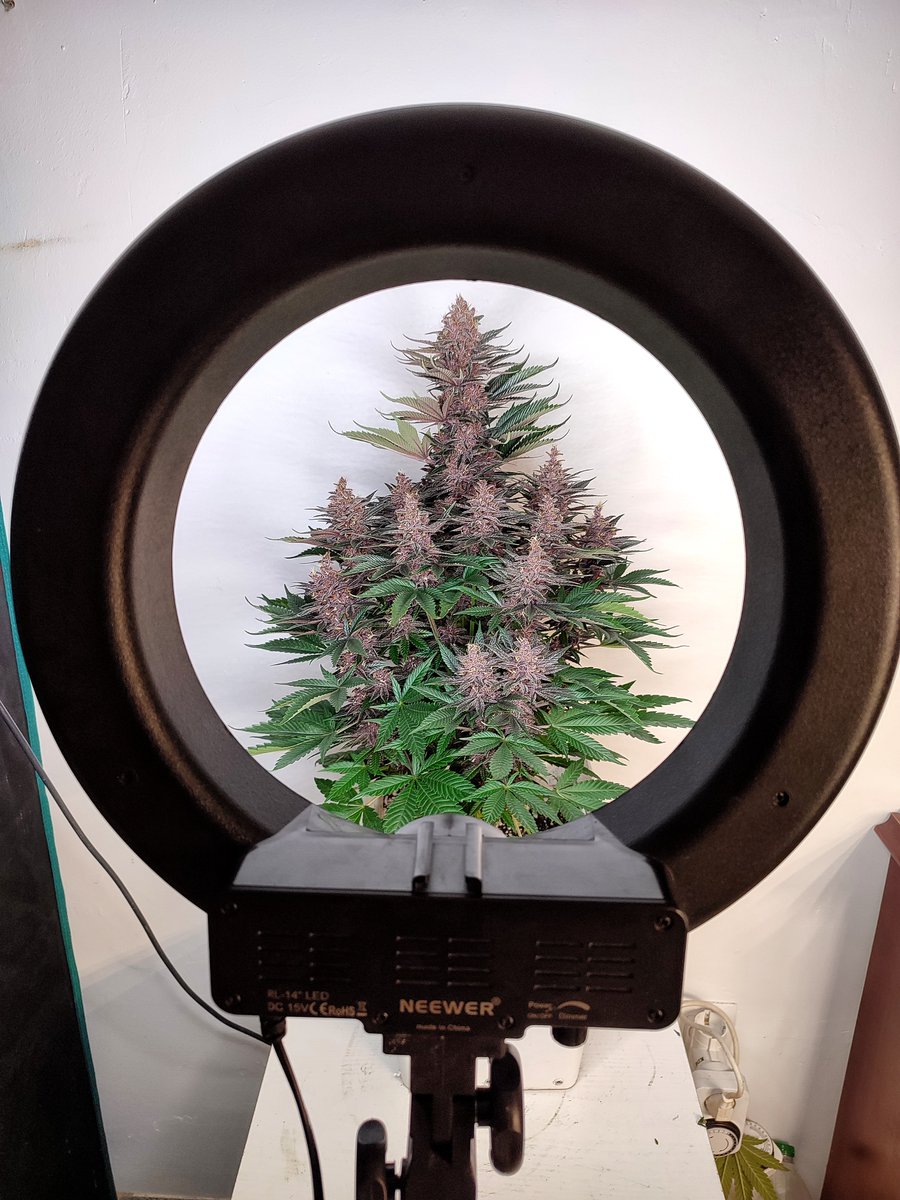 BuddhaSeeds's tweet image. La prota del día es ella: Buddha Purple Kush  y motivos no le faltan 💜
#buddhaseeds #weedlovers