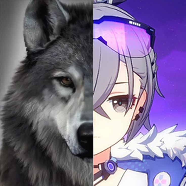 Daily Silver Wolf tweet media