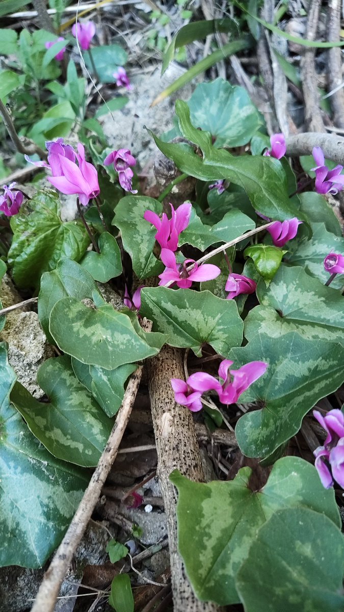 Matteo Palmisani tweet media