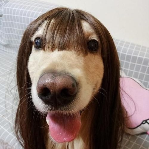 torta de frango tweet media