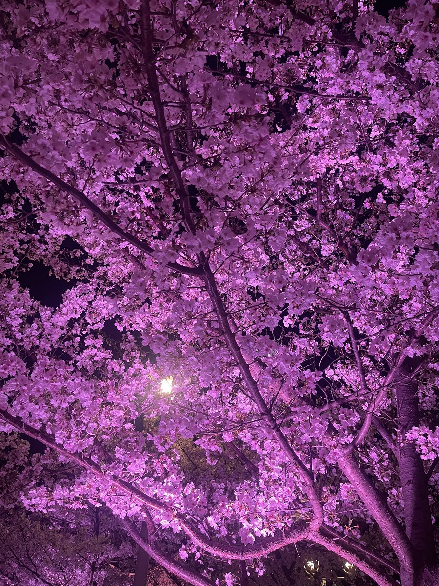 はれる☀️🐥🌻 tweet media