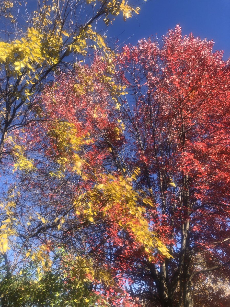 lenfechter's tweet image. #FallColors…..even though it’s now spring