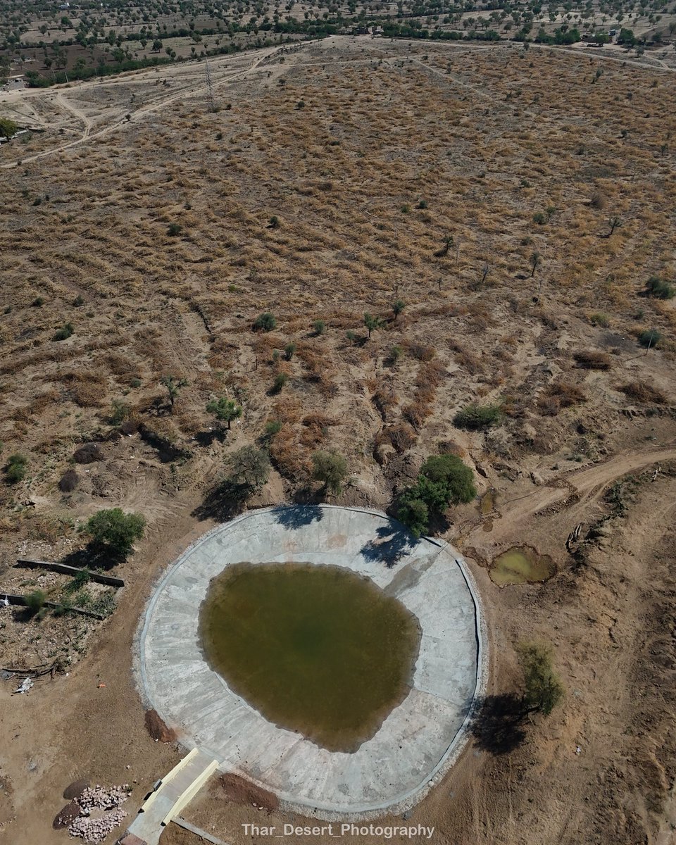 राजस्थान के एक गॉंव के ओरण में कटाये हुए विलायती बबूल का दृश्य 

विलायती बबूल अब एक कोयला देने वाली फसल बन चुका है और इसके खेत बने है पश्चिमी राजस्थान के जोधपुर पाली बाड़मेर बालोतरा के ओरण। इस फोटो वाले ओरण से ये दसवीं बार कट रहे है बबूल हर साल वापस हो जाते है।

हर साल कोयला