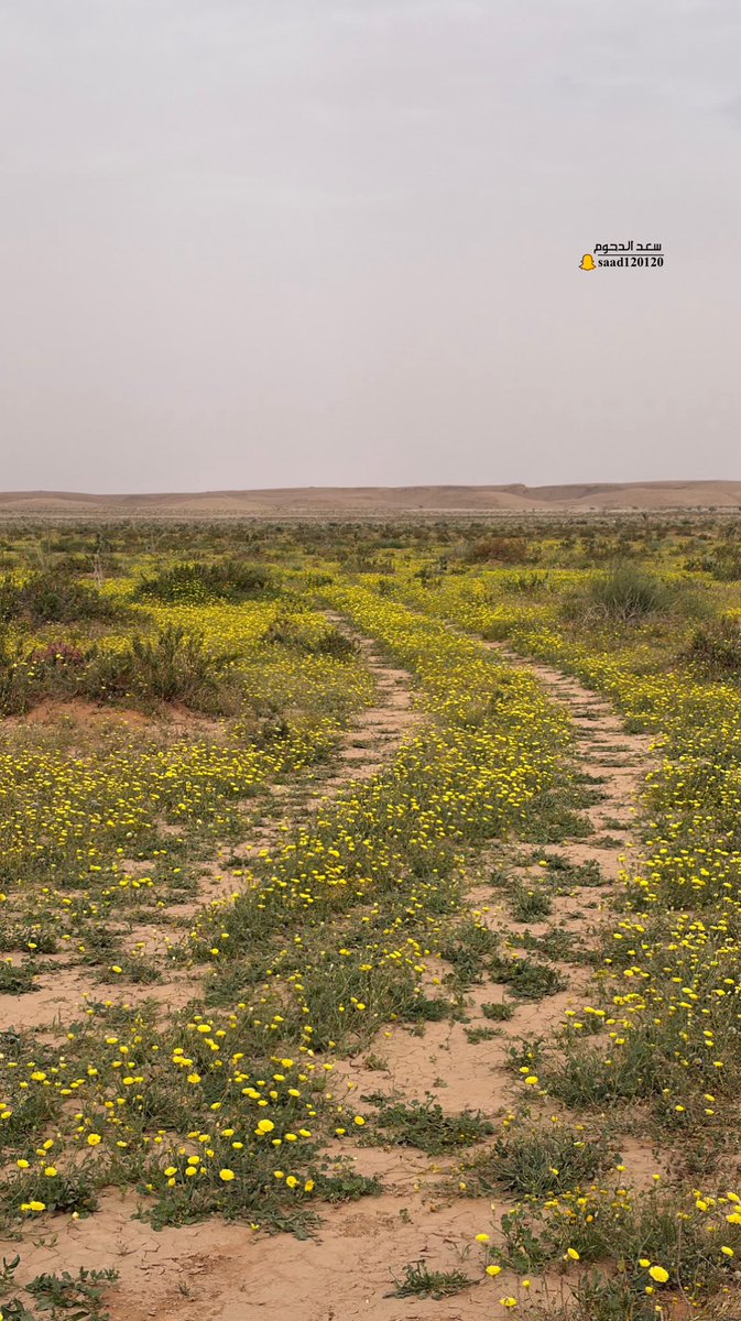 saad Aldahoum tweet media