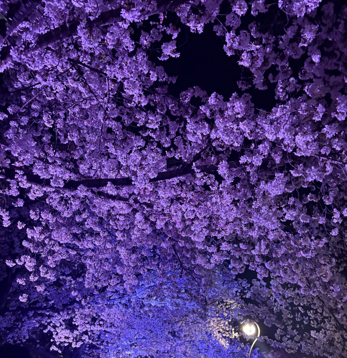 かるあ 𝙉𝙚𝙭𝙩4/11 ホロプレ tweet media