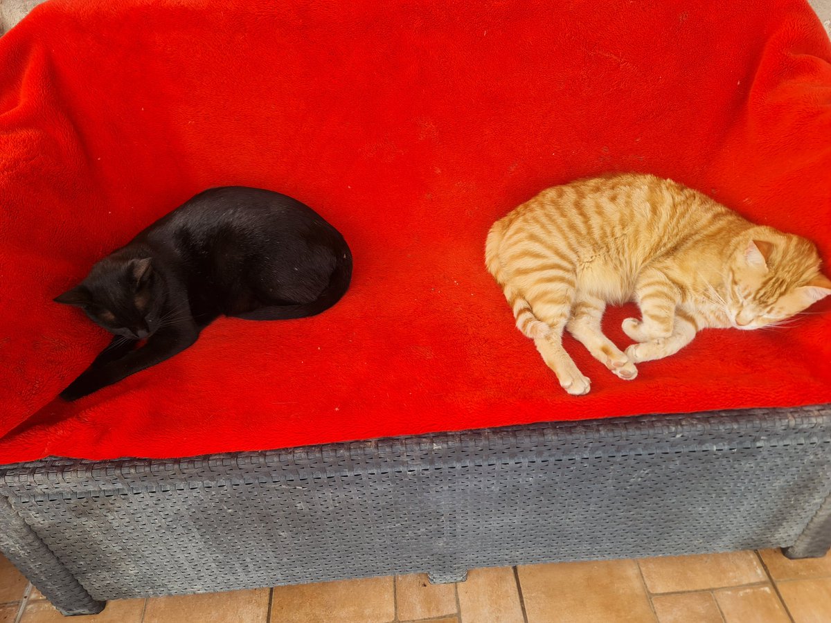 Liza Chami tweet media