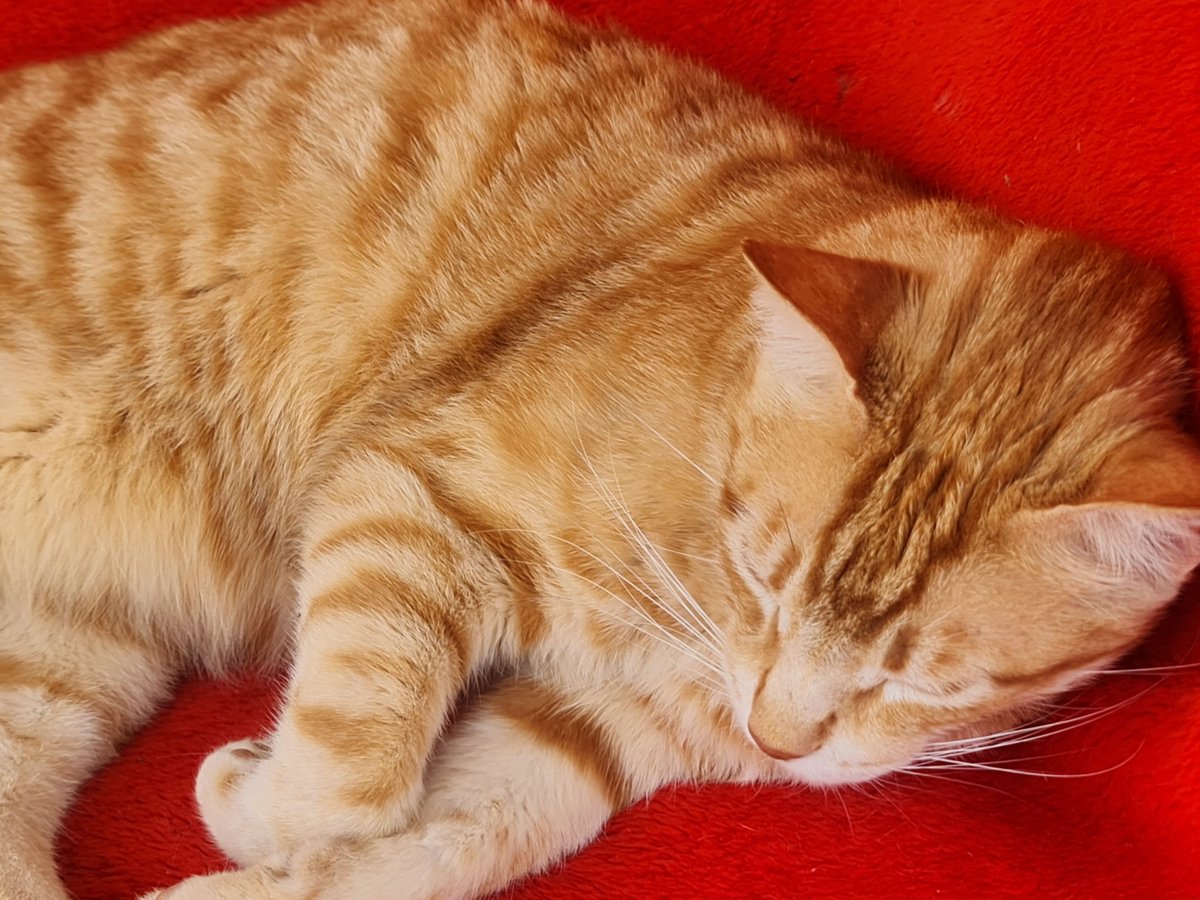 Liza Chami tweet media