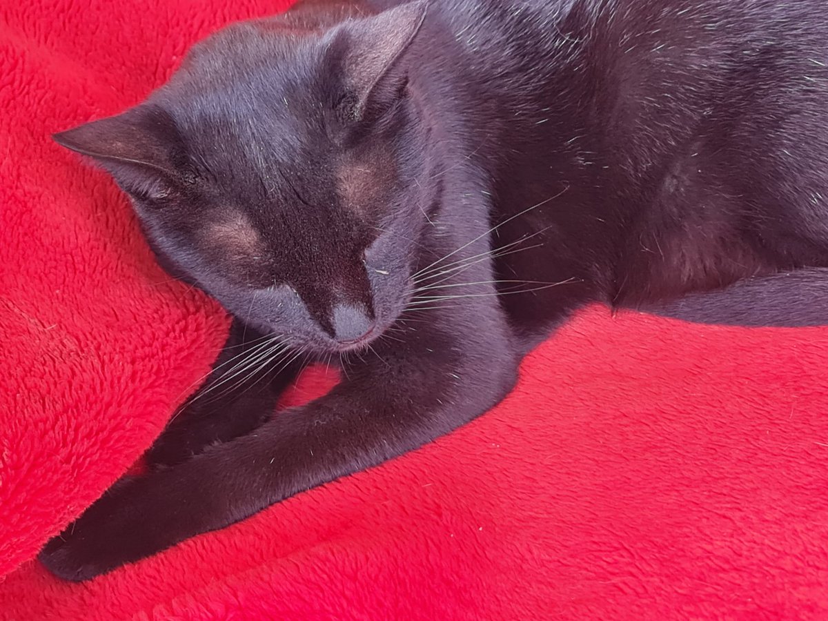 Liza Chami tweet media