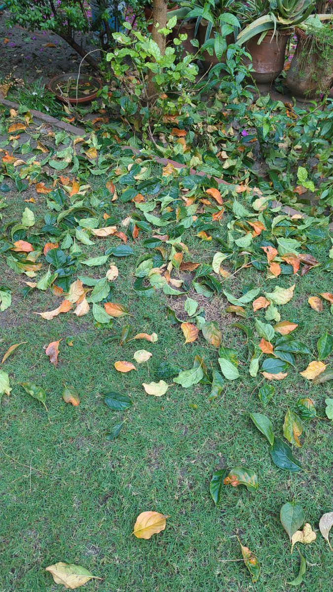 @UmeiraB tweet media