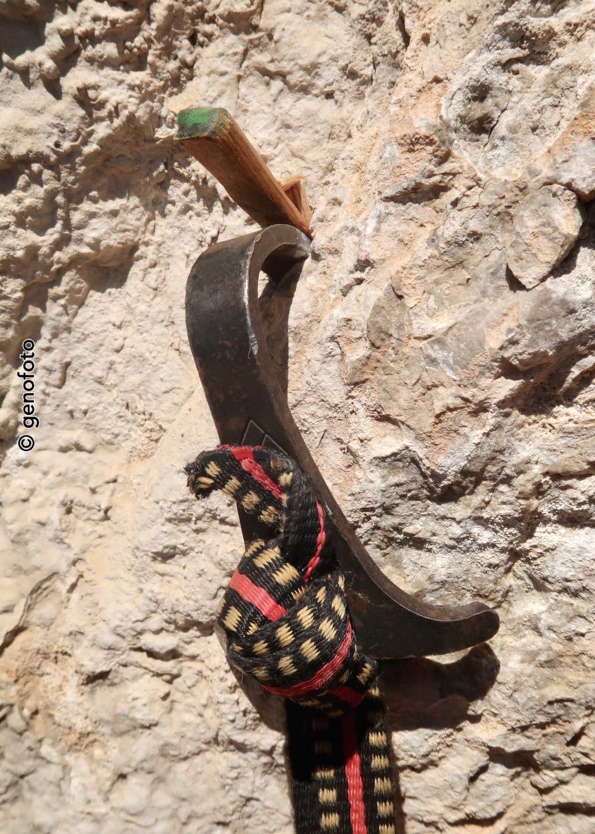 genofoto tweet media