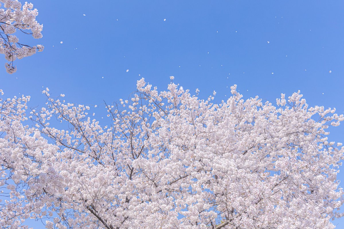 함바그 tweet media