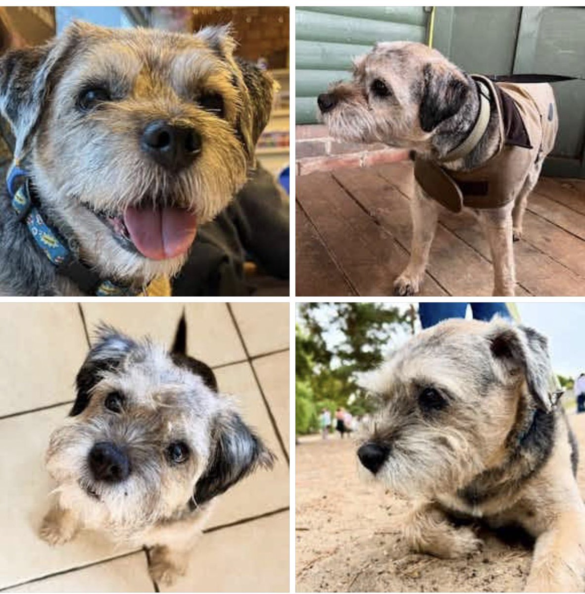 Billy and Poppy and sometimes Rocky 🌈BT’s tweet media