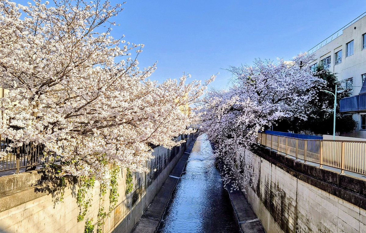 yh1up's tweet photo. 母校の桜は今年も綺麗だ🌸 https://t.co/SPHYtzfR22