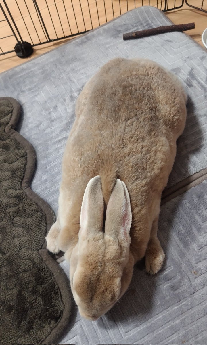 Monicamonioki's tweet photo. 撫で待ち🐇モニカたん💕 https://t.co/DyfA3Wdkan