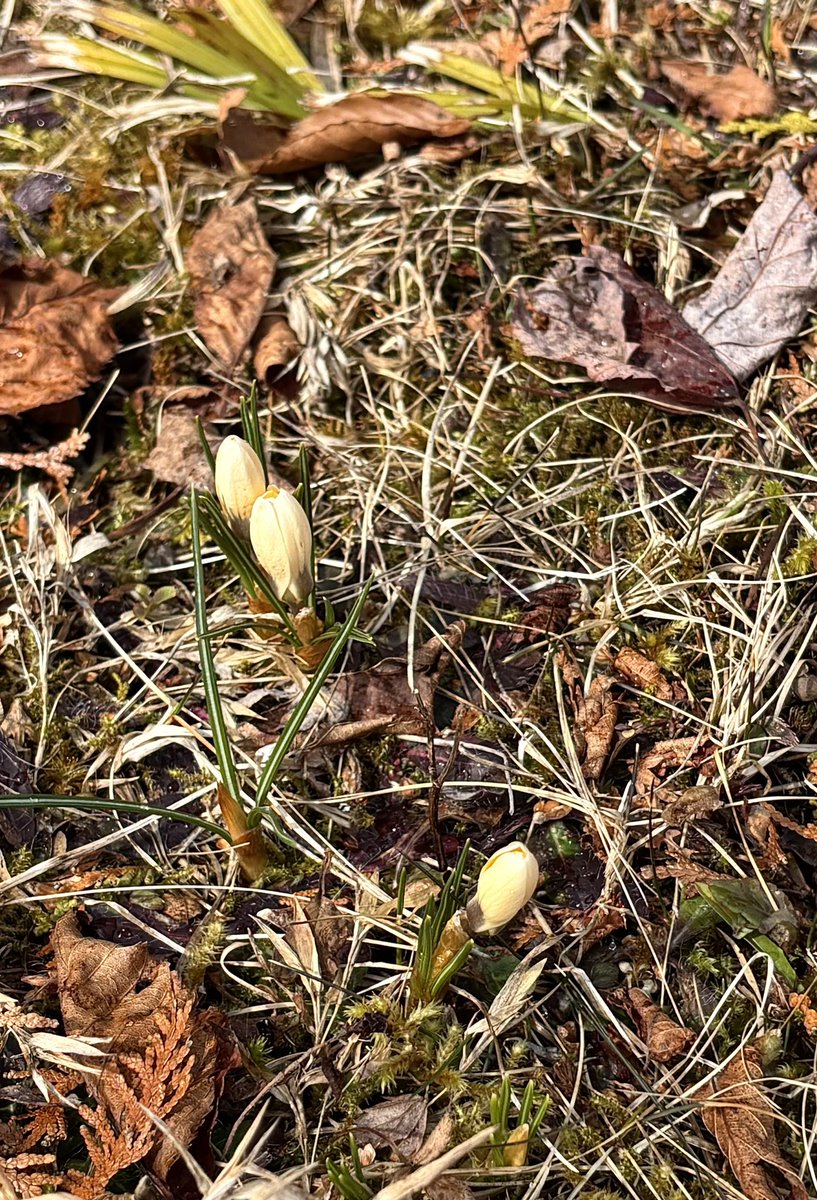 lake_lab's tweet photo. #LakeWatch 2026 has begun! The little pond a few km away has open water now, so that means within the week we will too. Anyone care to predict which day the lake will be open? I don’t have a prize, just bragging rights. Also we found the first crocus of the year! Happy Tuesday! https://t.co/gFVM2lhbg6