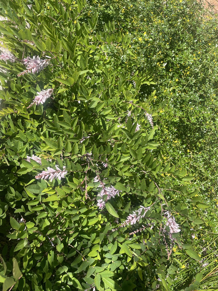 frankie🌱✨ tweet media