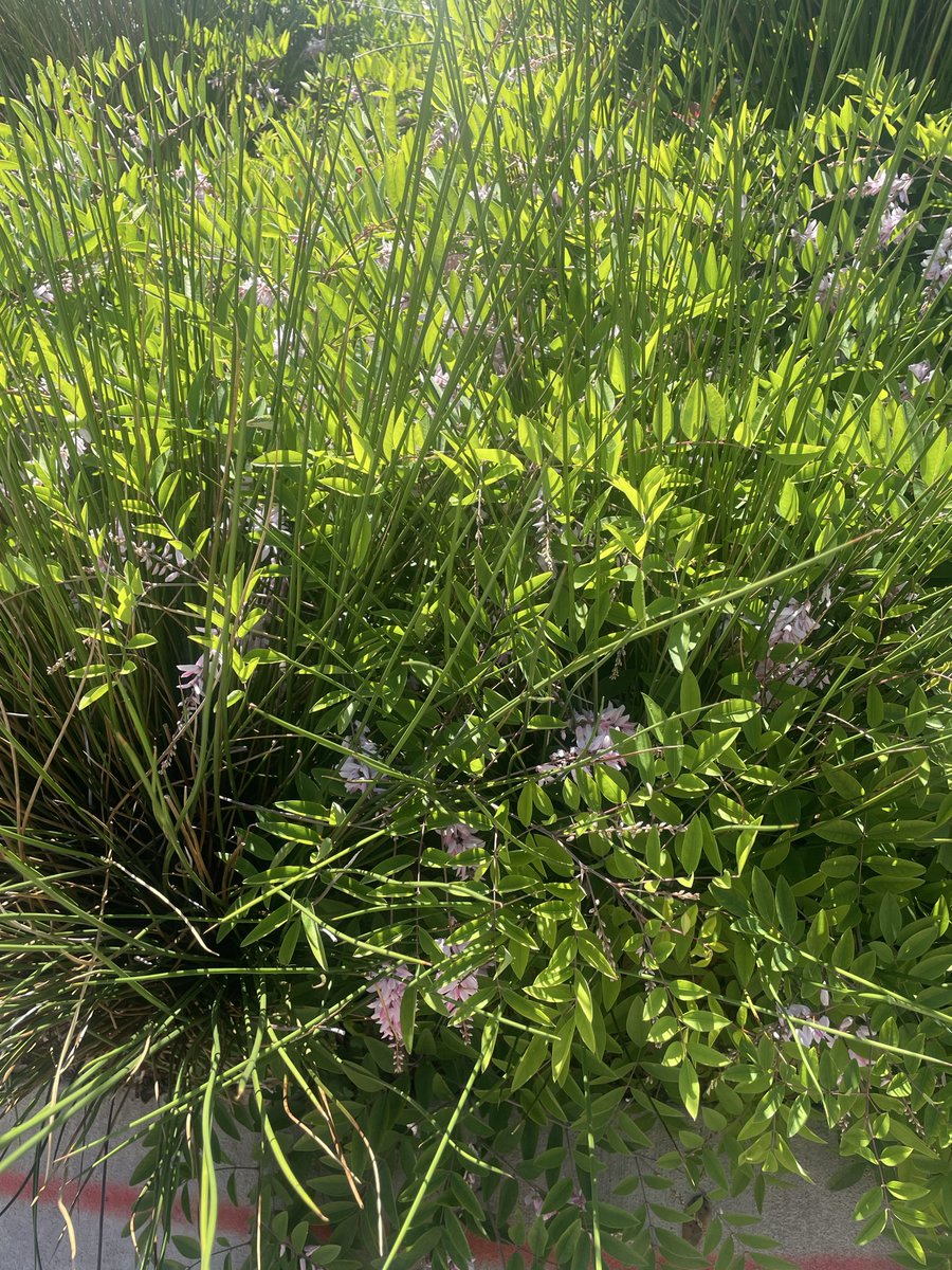 frankie🌱✨ tweet media