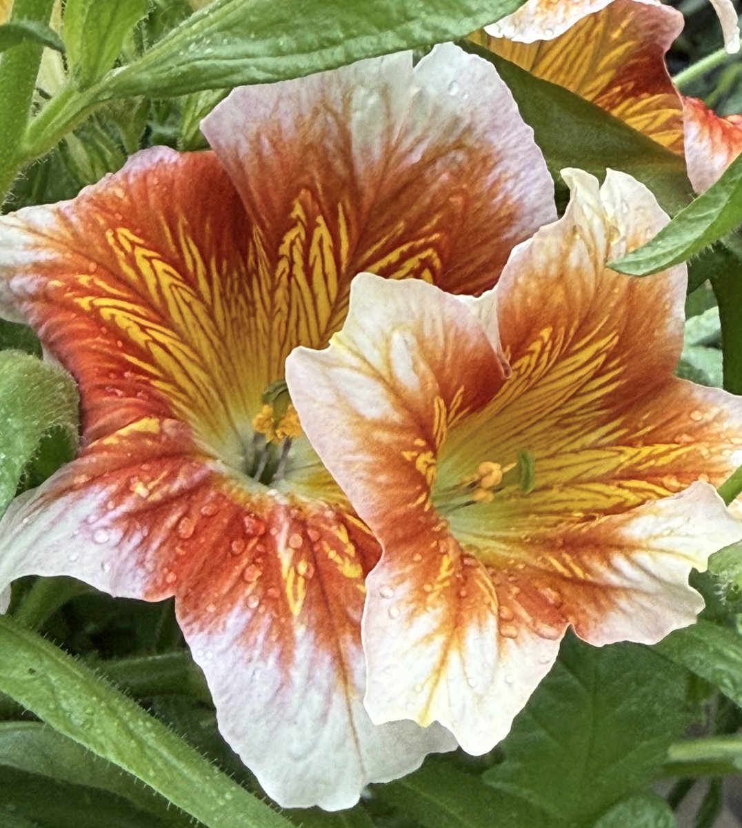 Carol Sienche tweet media