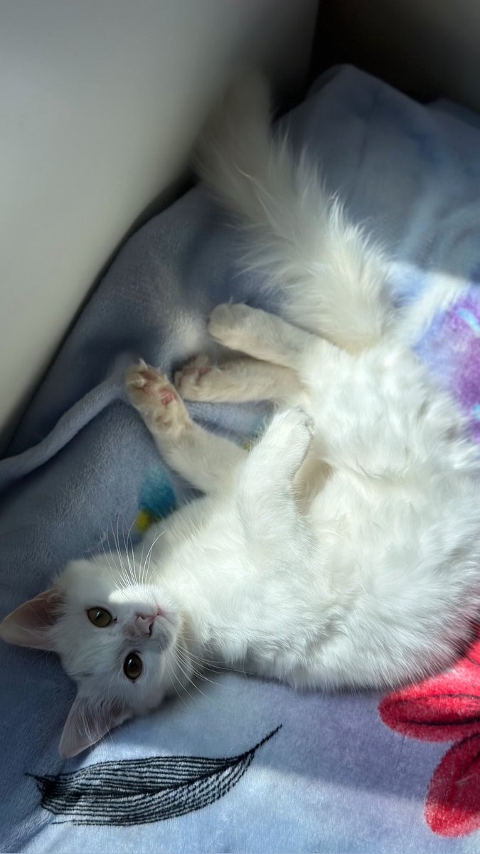 Z bint Mohamad tweet media