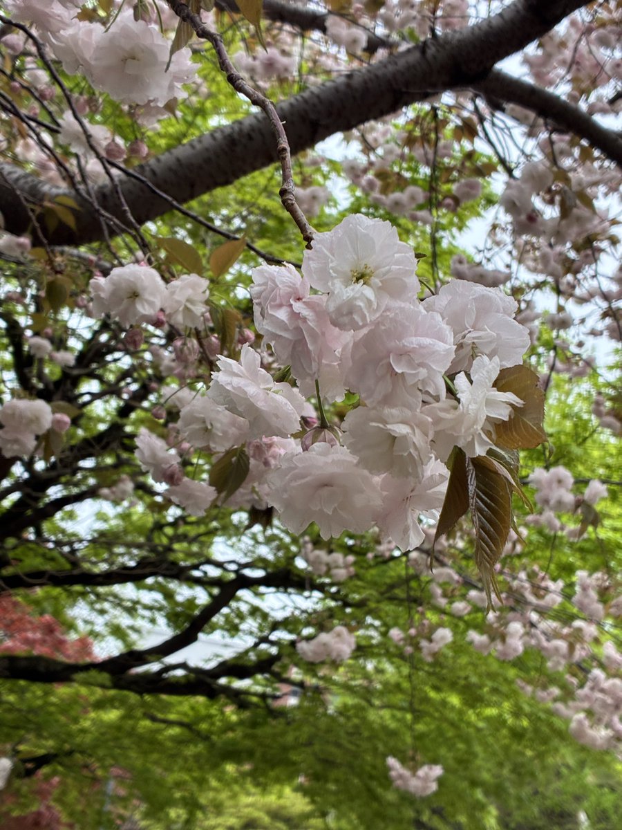 げんきみ tweet media