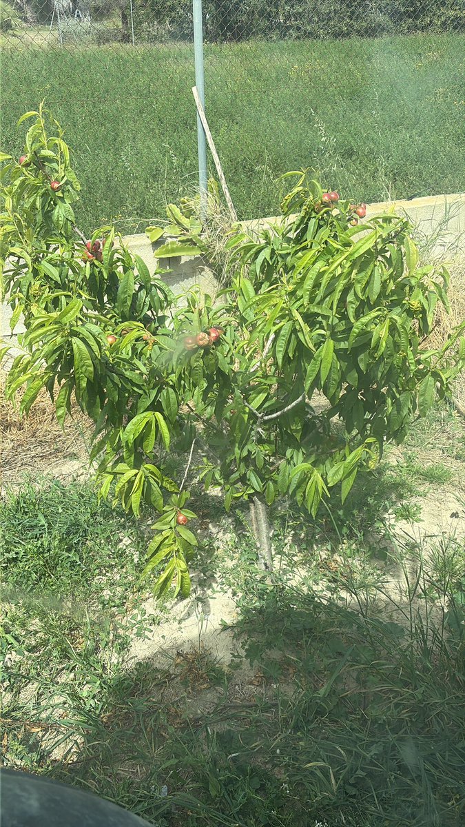 Nando Durà 🍊🍊 tweet media