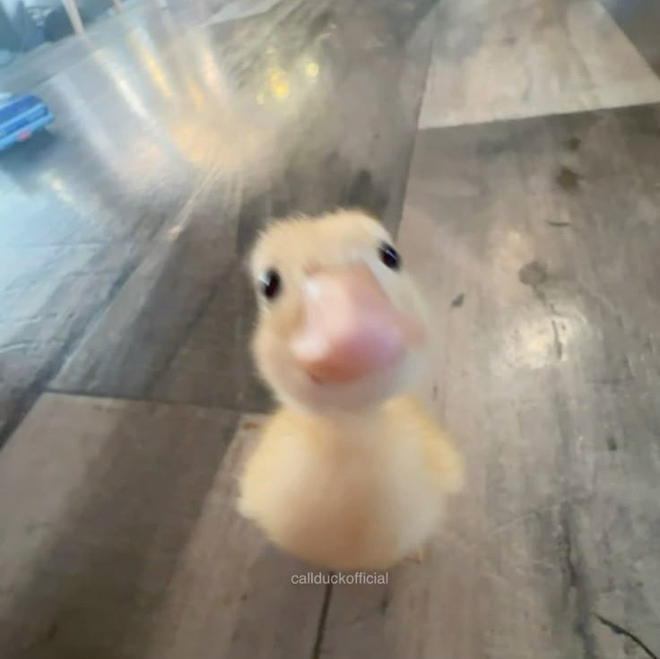 eclipse_○○ tweet media