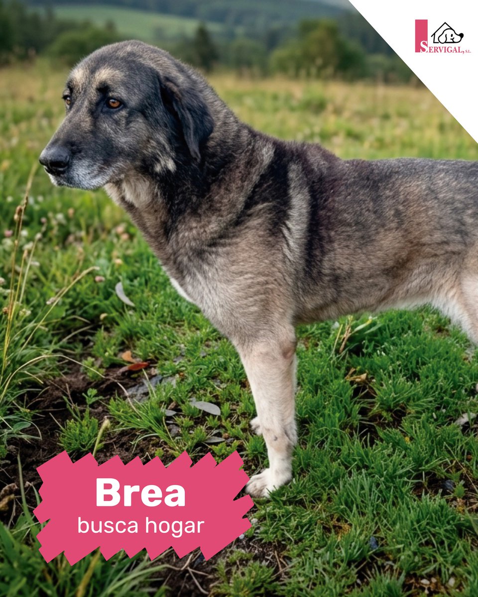 SOS Abuelos tweet media