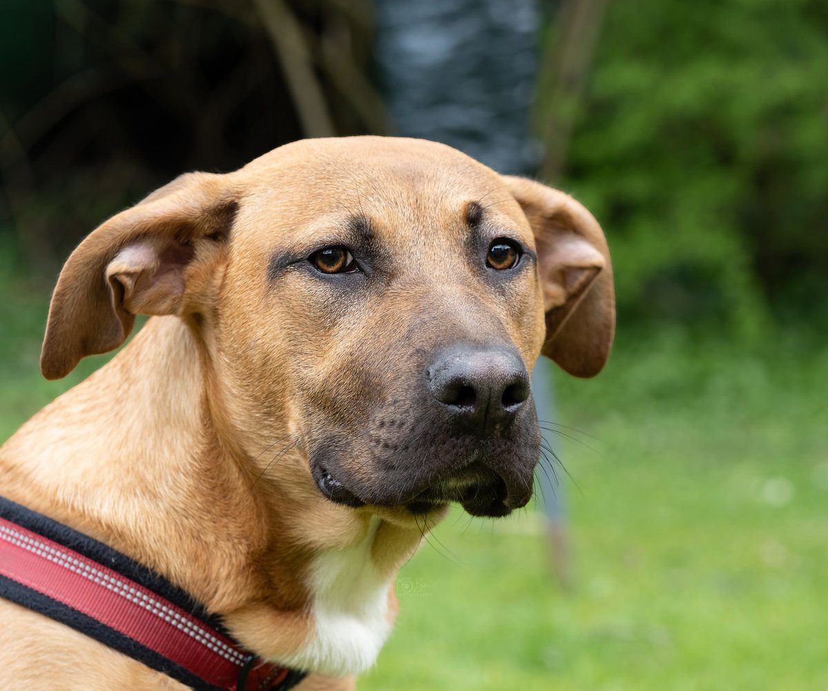 Help2Rehome Scotland tweet media