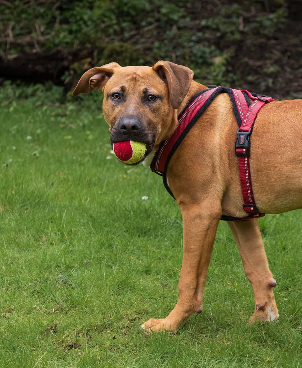 Help2Rehome Scotland tweet media