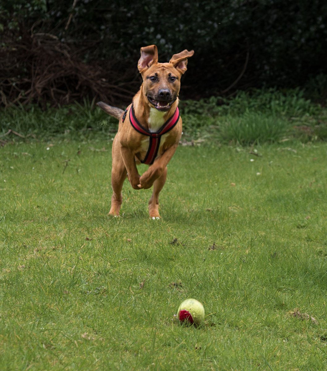 Help2Rehome Scotland tweet media