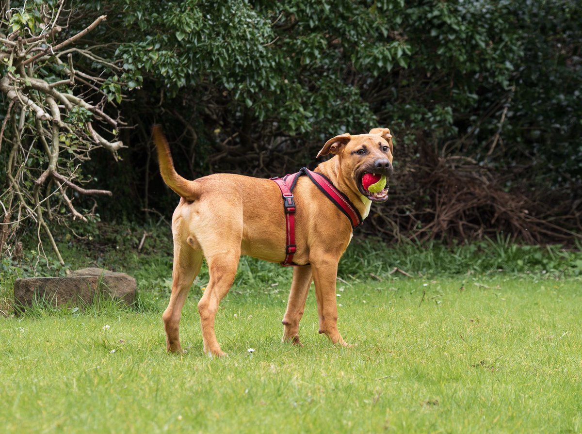 Help2Rehome Scotland tweet media