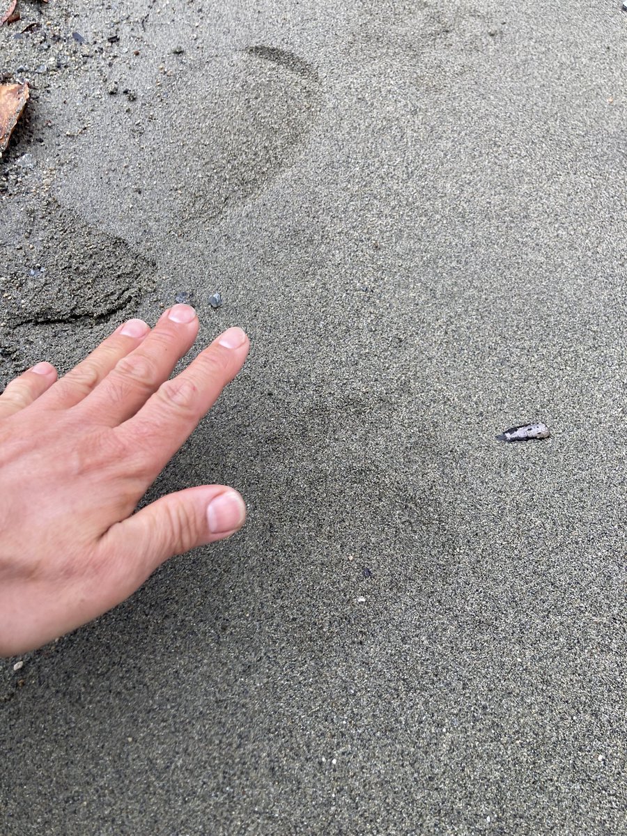 AP.muＲata tweet media