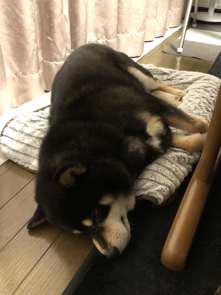 たっぷぅちゃん tweet media