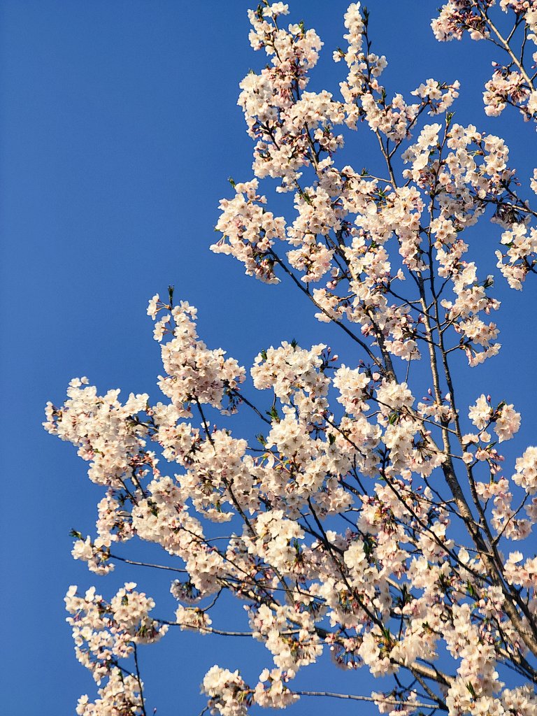 灰雾夜曲 tweet media