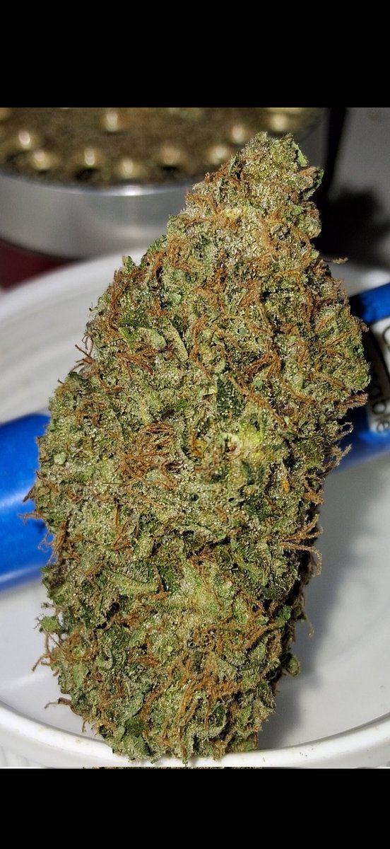 PinksFarm's tweet photo. @Jamie_K420 this crappy looking regular weed came from ur page. u are proud about it. u have shit genetics. but i also know u can’t get access to the exotics we have in the states. u are a mediocre grower in a country nobody is rushing to visit. u grow shit weed m8. https://t.co/2riCe2JHTL