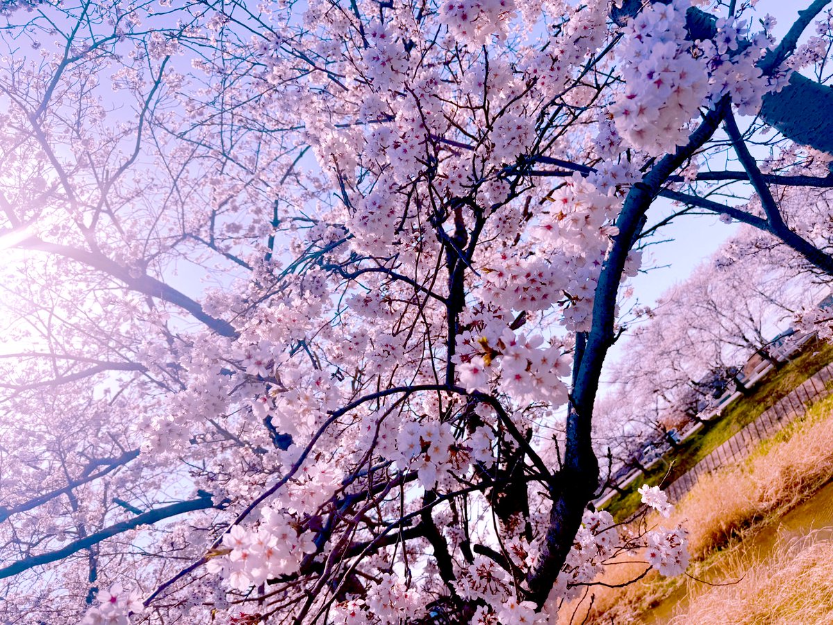 まゆ。 tweet media