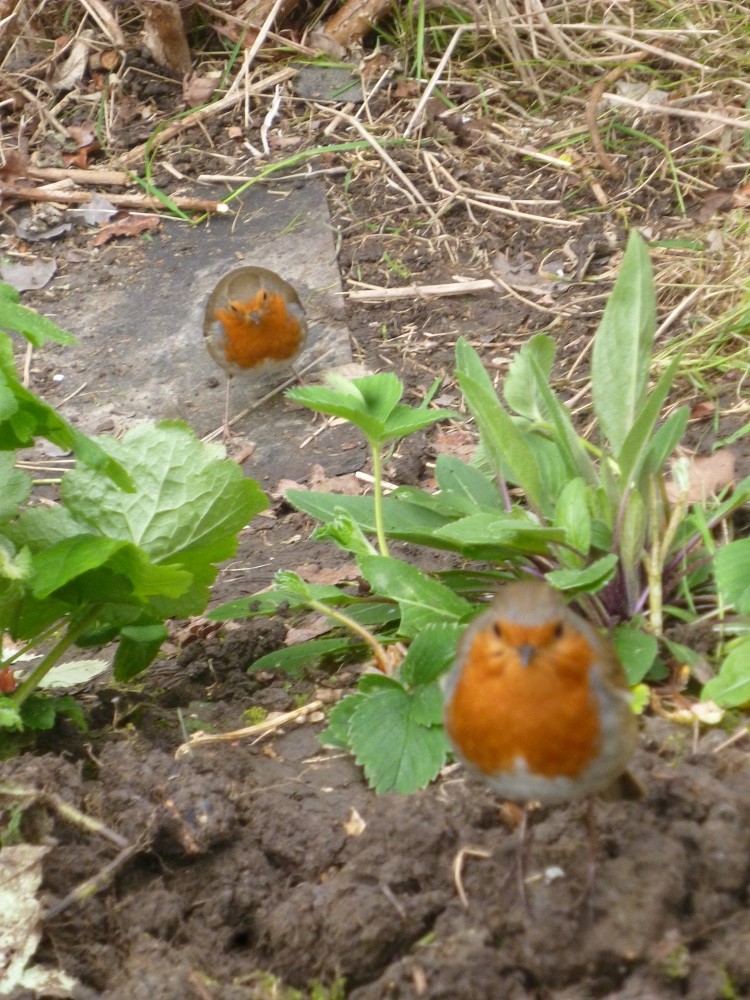 CommunityGdnsLondon tweet media