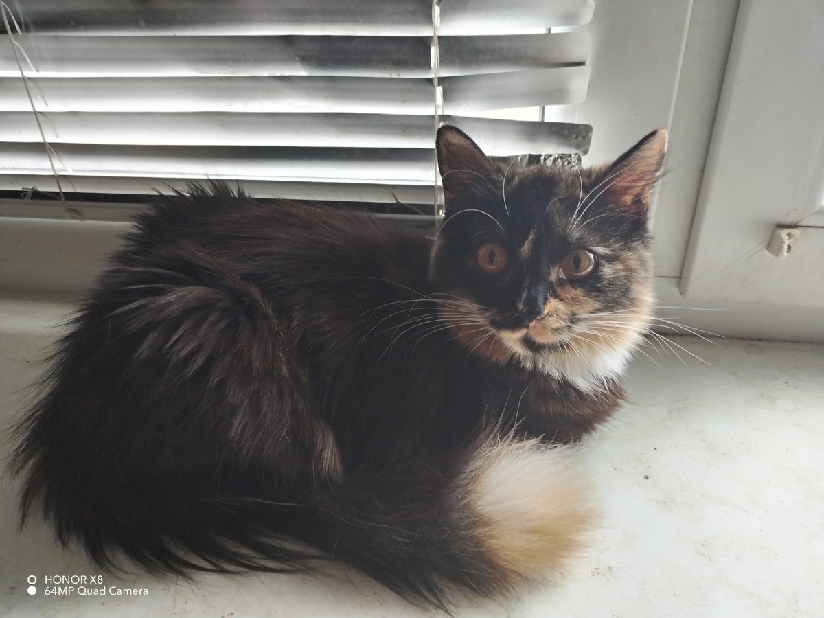 𝕏 Oleg Falaleev ☮️ 𝕏 tweet media