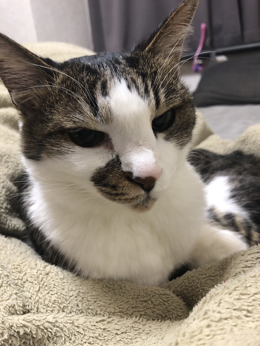 ふーさんやで。 tweet media