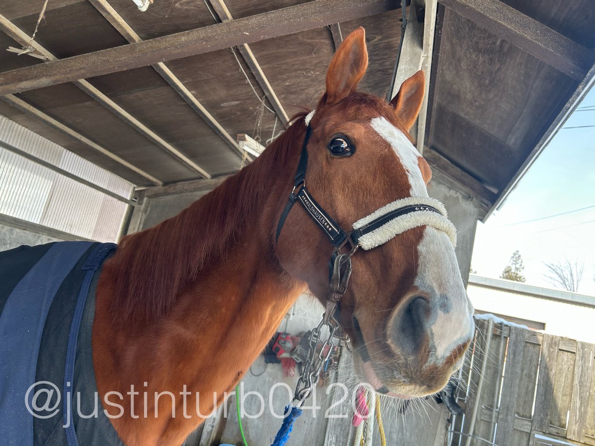 GOGOターボさん（ジャスティンターボ） tweet media