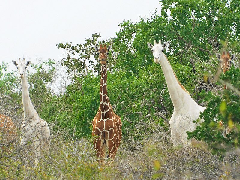 africatodayMG's tweet photo. The rare white giraffe that got killed alongside her white baby!

Poachers killed Kenya's only female white giraffe and her baby which was also white. There were only three giraffes of this kind left.

The bodies of the two giraffes were discovered in a skeletal state in Garissa, eastern Kenya. After being killed by armed poachers, now there is only one male white giraffe known.

This happened in 2020.