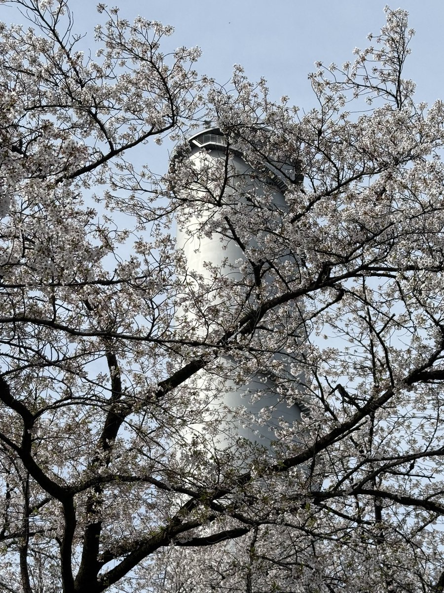 ネロネロさんご tweet media