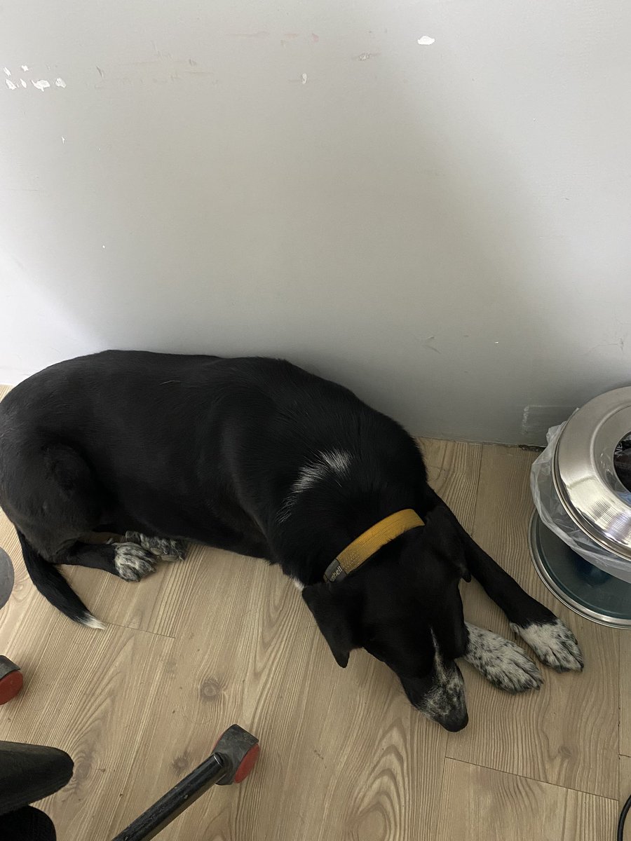 Fräulein #Freeİmaro tweet media