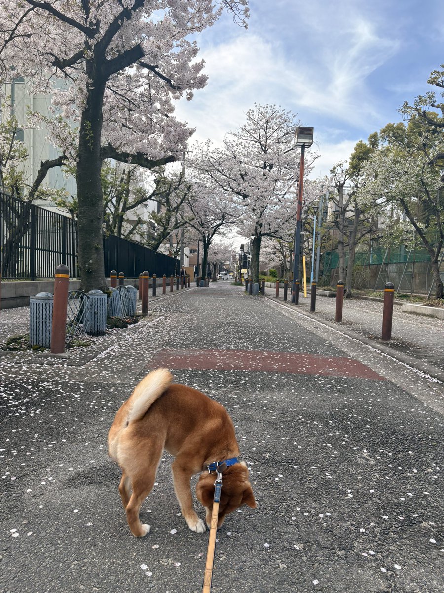 大阪麦哥 tweet media