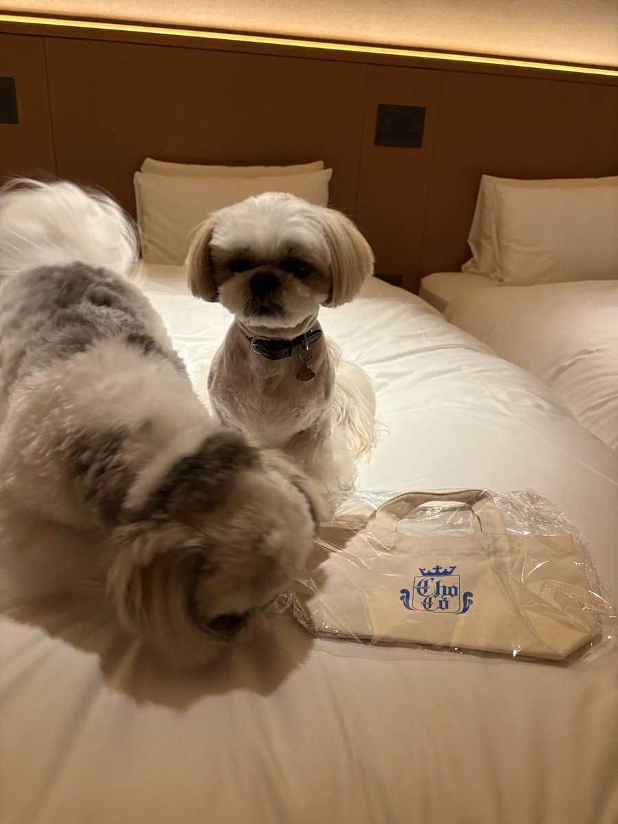 『 砂 糖 』 tweet media