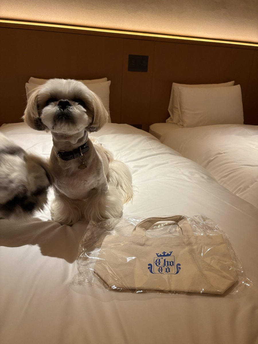 『 砂 糖 』 tweet media