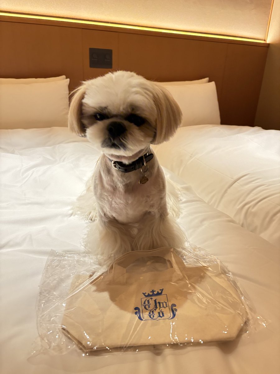 『 砂 糖 』 tweet media