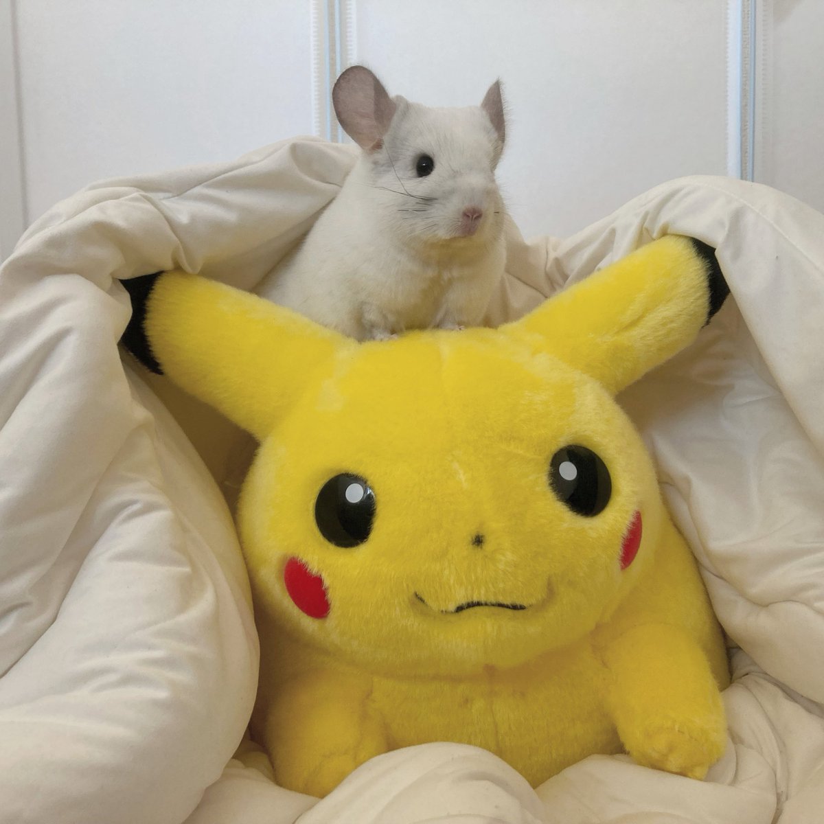 チンチラすき tweet media