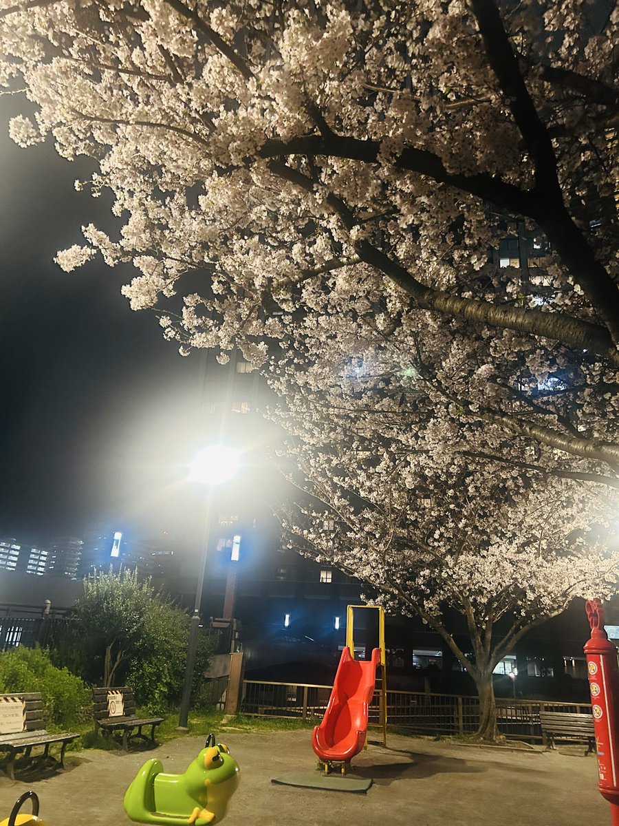 FlytotheMoon7's tweet photo. 今年の桜は散るのが早い🌸
#春 #桜 #花見 #桜吹雪 https://t.co/RsmoDe0s2q
